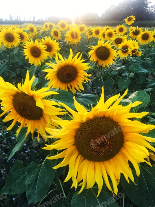 Preview: A full frame image of rows of colourful, yellow sunflowers in flower field at sunset with copy space
