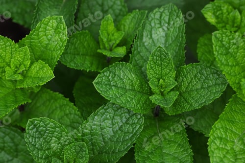 Preview: Fresh green mint leaves growing on garden bed