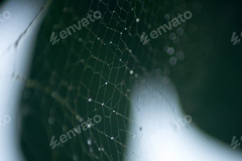 Preview: Abstract Nature of Water and Leaves Macro Texture