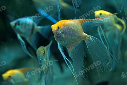 Preview: Freshwater angelfish