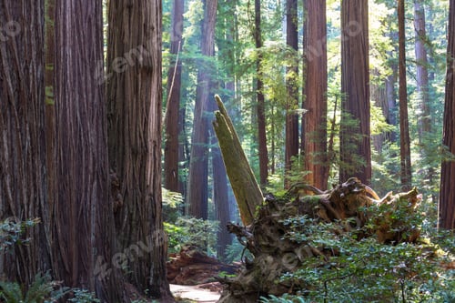 Majestic Redwood Trees Towering in Forest Landscape