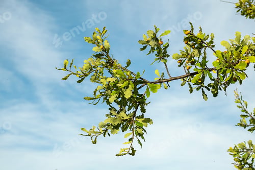 Preview: Ripe acorns on oak tree branch against blue sky, copy space.