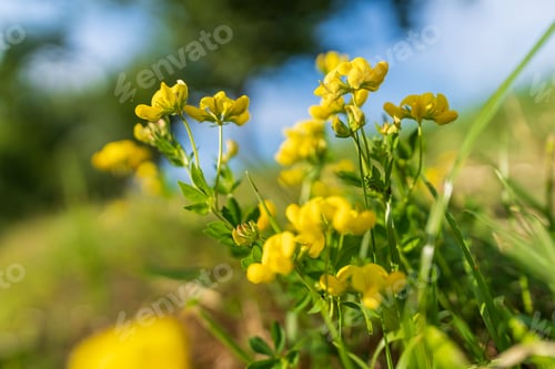 Preview: Close-up of vibrant yellow flowers blooming in a meadow with a blurred green and blue background.