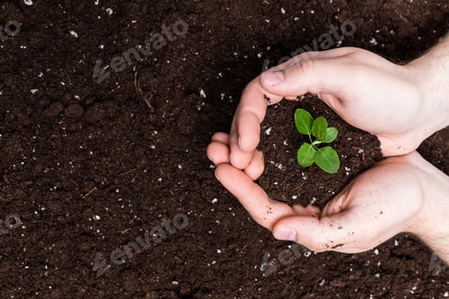 Preview: Hands holding sapling in soil surface