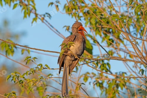 Preview: Bradfields Hornbill Hornbill Vocalizing in a Tree