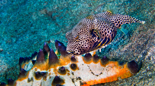 Preview: Pufferfish, Indonesia