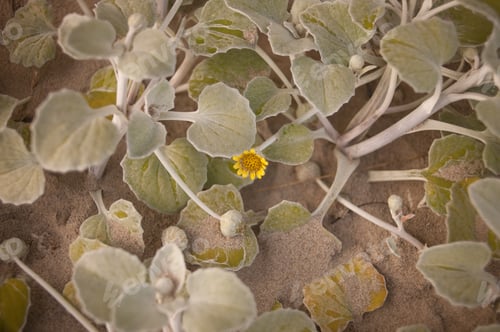 Preview: Southend beach flora