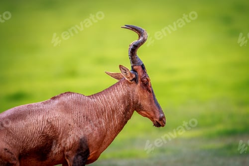 Preview: Side profile of a Red hartebeest.