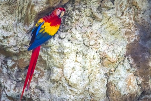 Preview: bird, parrot, Scarlet, Macaw