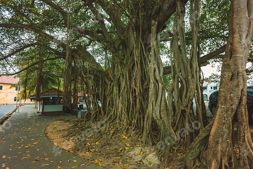 Preview: Ficus macrophylla giant tree
