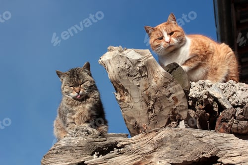 Preview: cute cats standing on the tree