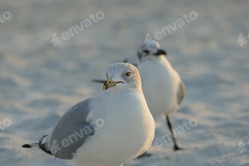 Preview: Ring billed gull sandy beach at sunset