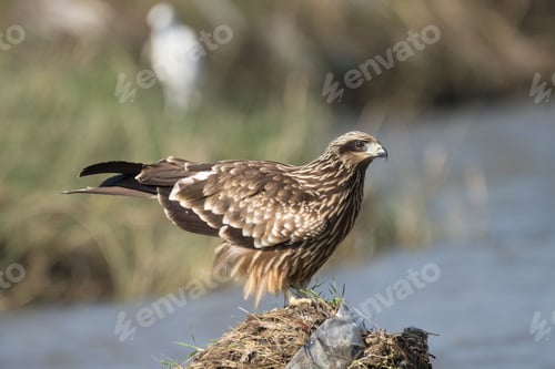 Preview: Black kite perched on a mound near a riverbank, with blurred grass in the background
