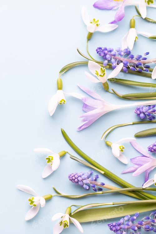 Preview: Fresh snowdrops on blue background with place for text. Spring greeting card. Mother day. Flat lay.