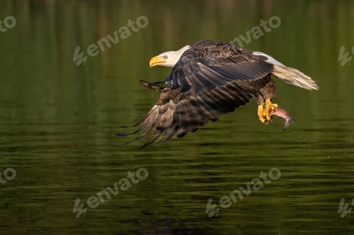 Preview: American Bald Eagle