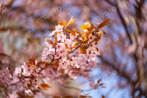 Preview: beautiful view of flowering cherries - Agriculture