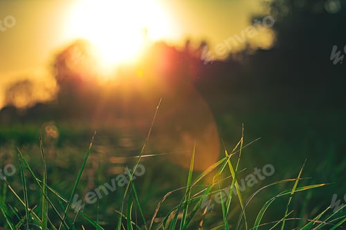 Preview: Closeup shot of wheat grass at sunset in Raunheim, Germany.