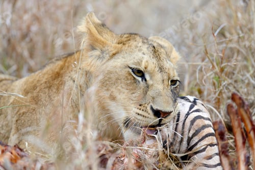 Preview: Close lion in National park of Kenya