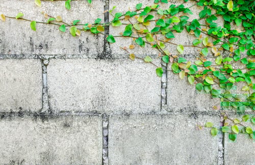 Preview: Green Creeper Plant on white wall