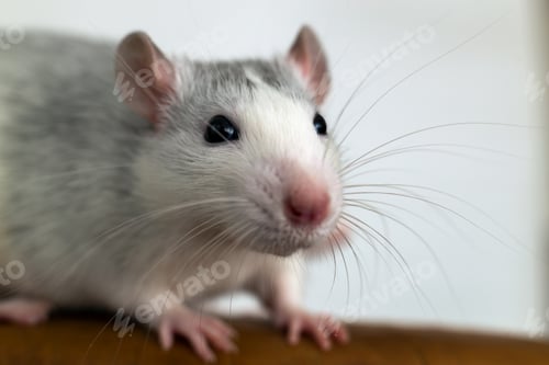 Preview: Closeup of funny white domestic rat with long whiskers
