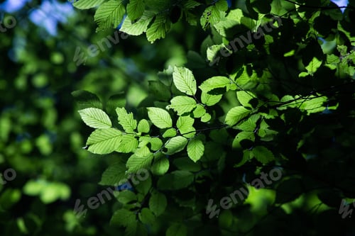 Preview: bright green leaves summer nature background
