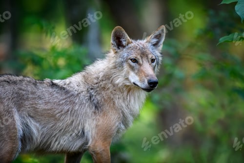 Preview: Wolf portrait in summer forest. Wildlife scene from nature