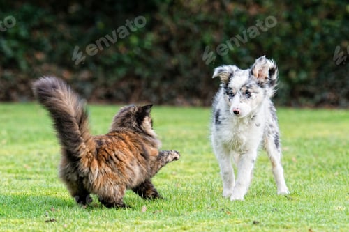 Preview: cats, dogs, pets, group, togetherness, isolate