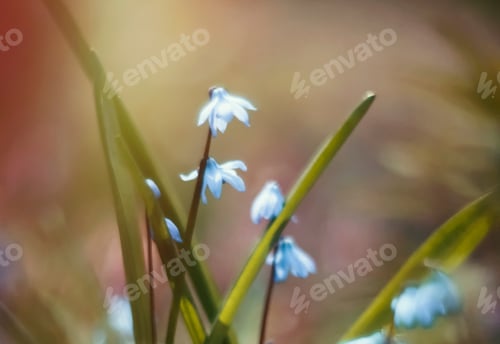 Preview: blue spring flowers bluebell on blurred background