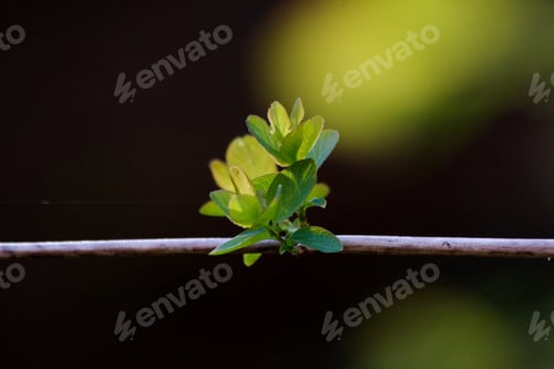 Preview: Going Green