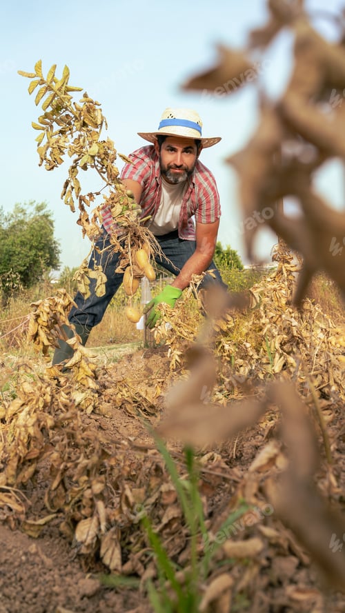 Preview: Portrait of a modern bearded farmer man with potatoes on hands looking at camera