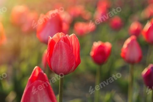 Preview: Closeup view of beautiful fresh tulips on field, space for text. Blooming spring flowers