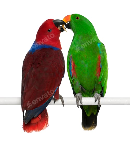 Preview: Male and Female Eclectus Parrots, Eclectus roratus, perching in front of white background
