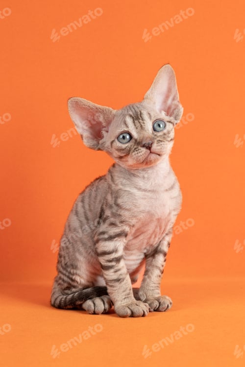 Preview: A gray striped kitten of the Devon Rex breed, sitting face forward on an orange background.
