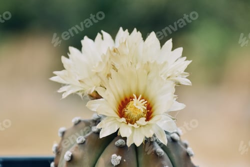 Preview: Cactus flower Astrophytum asterias. Small cactus collection succulent plant in mini pots.