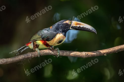 Preview: toucan, bird, colours, tropics