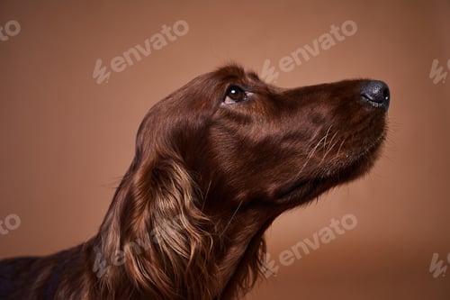 Preview: Beautiful Dog Portrait