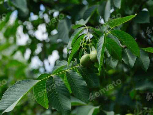 Preview: Unripe walnuts growing on a walnut tree