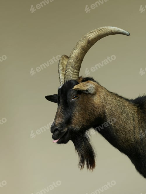 Preview: Studio portrait of goat in profile