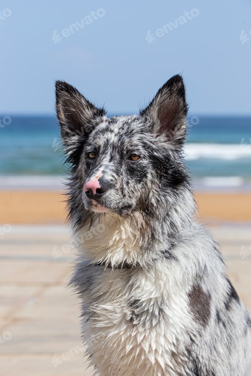 Preview: Charming adorable blue merle and white male border collie outdoors portrait on the beach