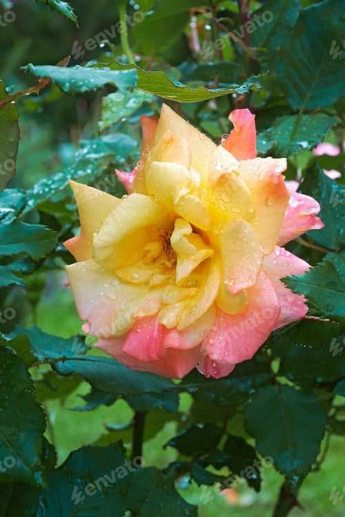 Preview: Hybrid Rose (Rosa Sp.). Image Of Flower Covered With Water Droplets.
