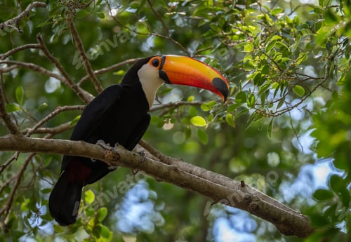 Preview: Toucan in Brazil