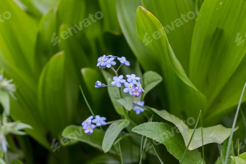 Preview: Spring flowers. blue forget-me-not flowers close-up. natural flower background