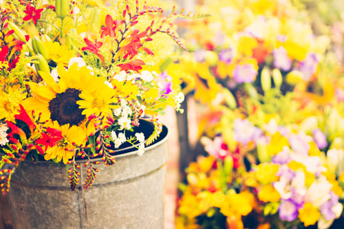 Preview: Summer flowers