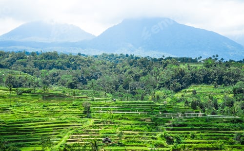 Preview: Rice terraces on the background of mountains and jungles