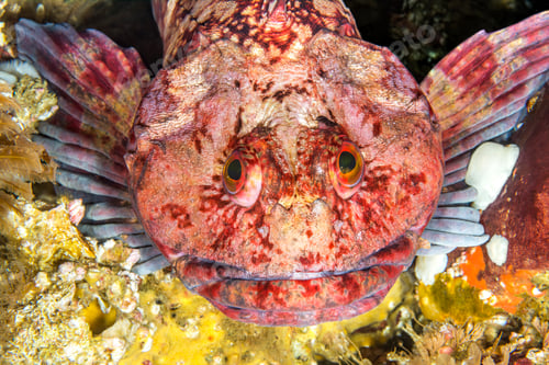 Preview: Cabezon fish in California