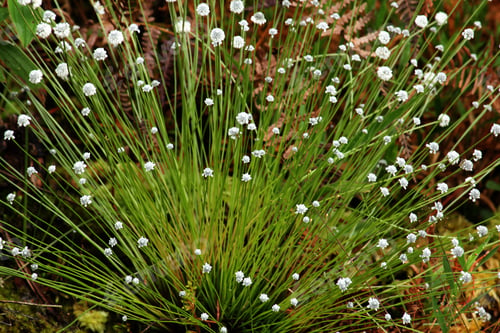 Preview: Eriocaulon henryanum, white flowers in beautiful nature.