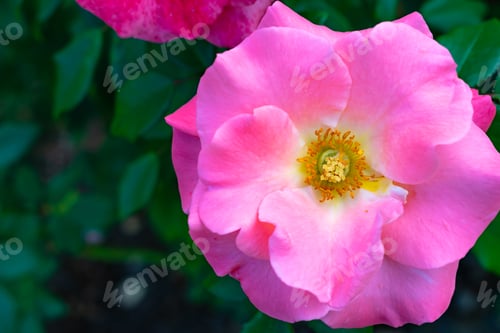 Preview: Closeup shot of a beautiful pink-petaled woods' rose flower