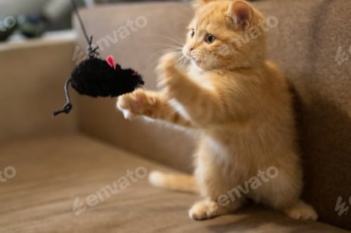 Preview: Cote domestic pet playing with toy mouse.