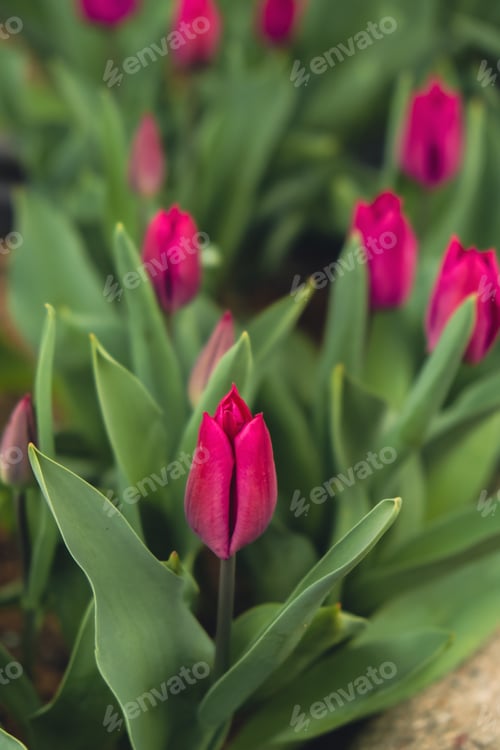 Preview: Close-up of beautiful pink tulip flower in field in the Netherlands. Spring time blurring background