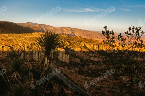 Preview: Palm at Sunset in Sonoran Desert near Phoenix.